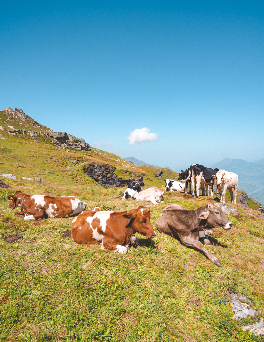 Swiss Cows relaxing on the hiking trail.
